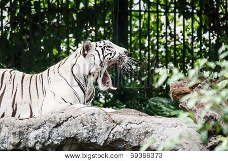 White Tiger Yawns