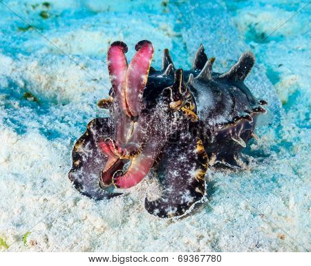 Flamboyant Cuttlefish