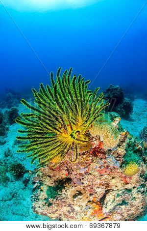 Colorful Feather Stars On A Coral Reef