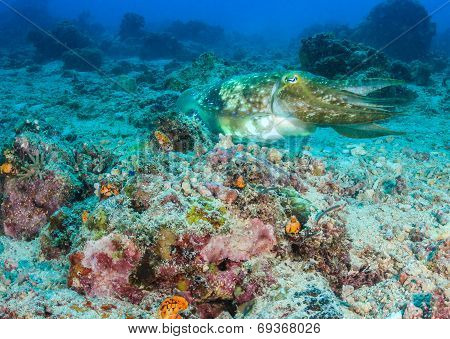 Hooded Cuttlefish On A Coral Reef