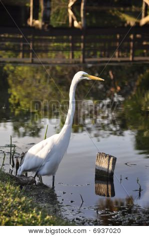 Heron