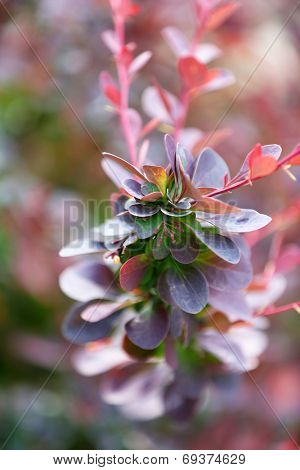 Leaves on bush in the garden