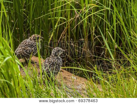 Rock Ptarmigan Chicks