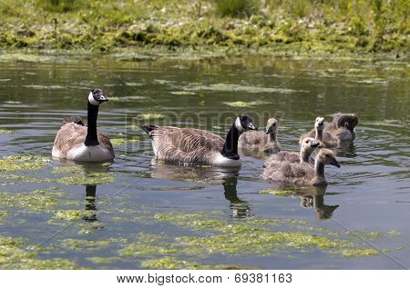 Canadian Geese