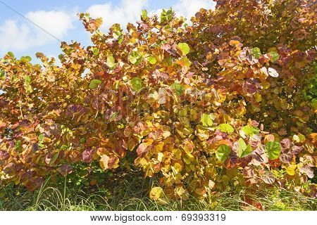 Sea Grape In Winter Colors