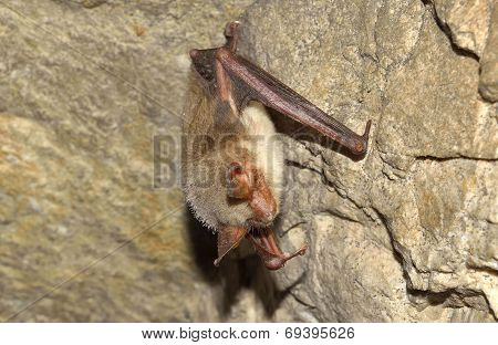 Greater mouse-eared bat ( Myotis myotis)