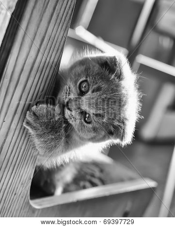 Cat A Little Gray Scottie Play