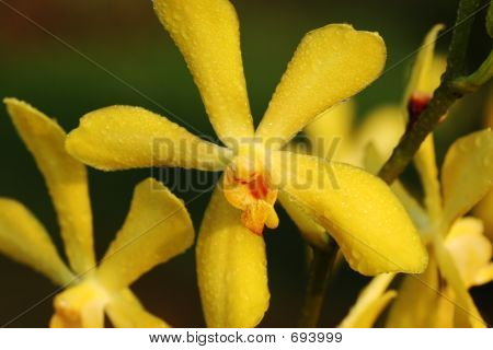 Aranda giallo