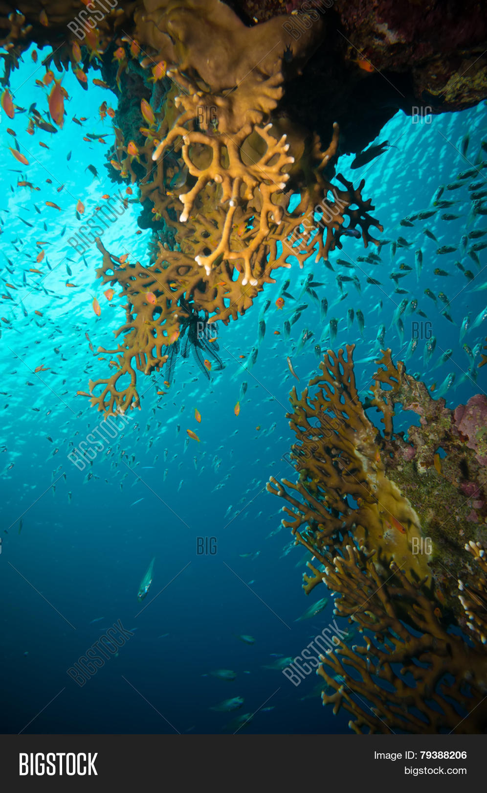 Tropical Anthias Fish Image & Photo (Free Trial) | Bigstock