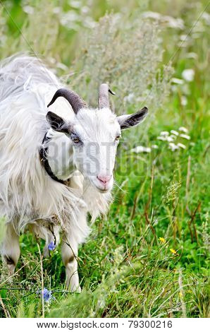 Goat white on grass