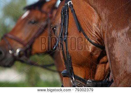 Chestnut Sport Horse Portrait During Riding