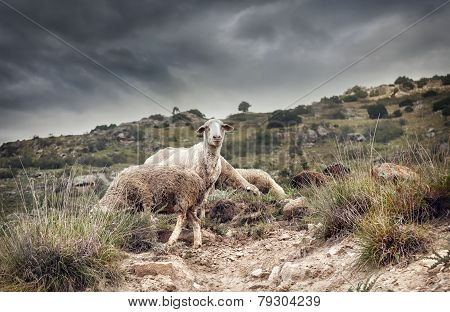 Sheep In The Mountains