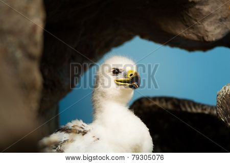 The Golden Eaglet