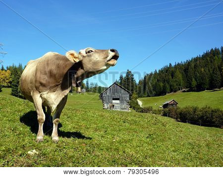roaring cow on the meadow
