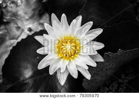 Waterlily, Lotus Flower