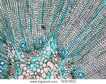 Pine Wood Micrograph