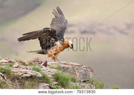Dult Bearded Vulture Landing On Rock Ledge Where Bones Are Available