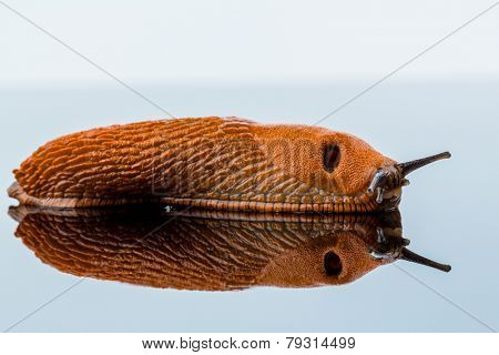 a slug crawling around. it is reflected in a glass plate.