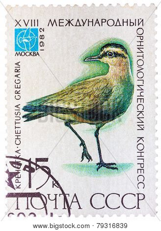 Stamp printed in USSR Russia shows a bird Chettusia gregaria