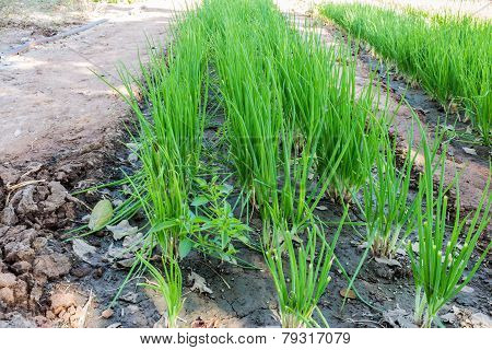 Spring Onions