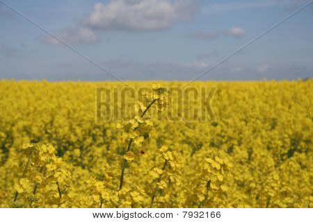 Coccinella
