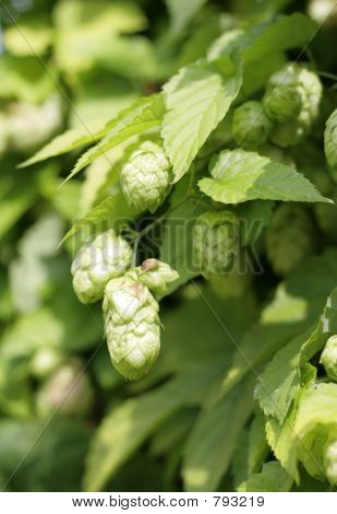 Hop