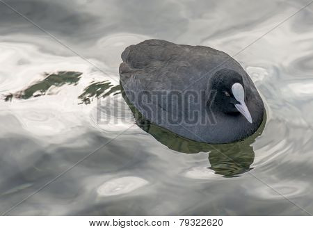 Rail With Water Reflections