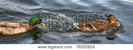 Duck Partnership