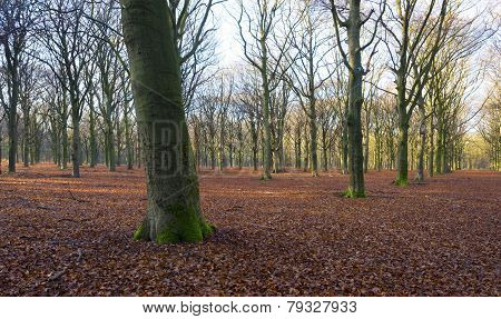 Sunrise in a beech forest in winter