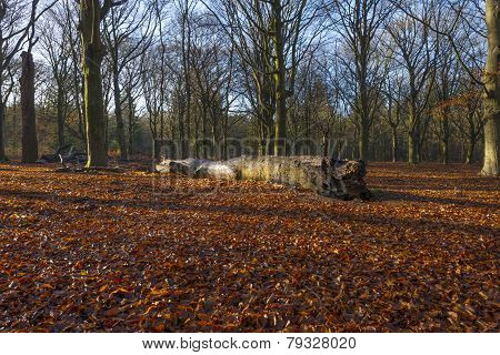 Sunrise in a beech forest in winter