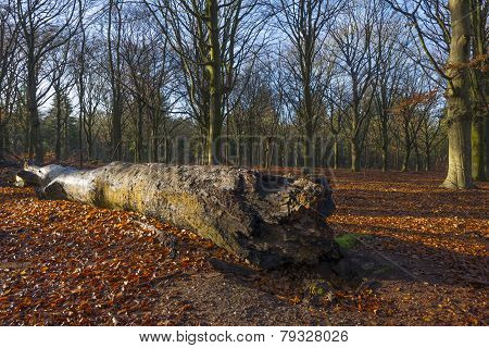 Sunrise in a beech forest in winter