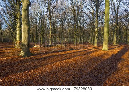 Sunrise in a beech forest in winter