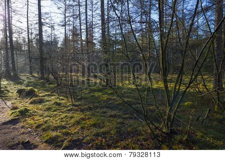 Footpath in a pine forest at sunrise in winter