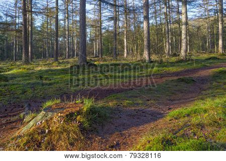 Footpath in a pine forest at sunrise in winter