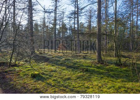 Footpath in a pine forest at sunrise in winter