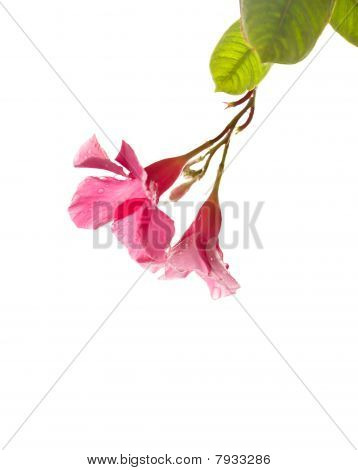 Petunia แยกสีชมพู