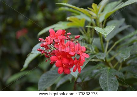 cotton leaved jatropha