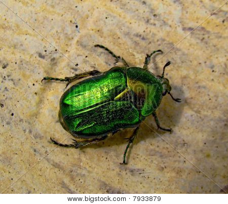 Il fiore Chafer