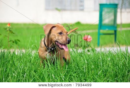 AMERİKAN STAFFORDSHIRE TERRIER
