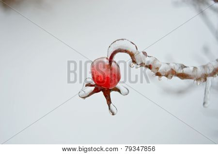 Icy Berry 2