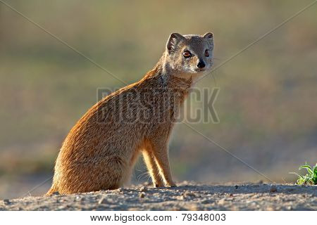 Yellow mongoose (Cynictus penicillata), Kalahari desert, South Africa 