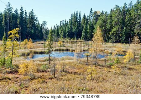 Northern Ontario Forest