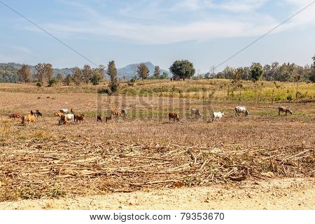 Landscape Whit Cows