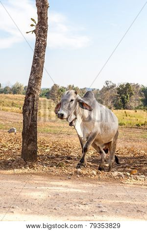 Cow