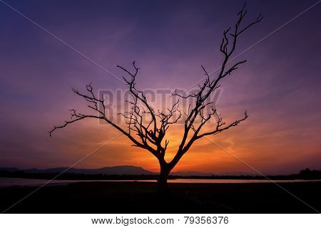 Lone Dead Tree in Sunset ,Thailand