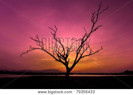 Lone Dead Tree in Sunset Cross Process