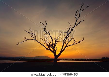 Lone Dead Tree in Sunset Warm Tone