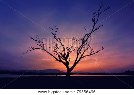 Lone Dead Tree in Sunset Cold Tone