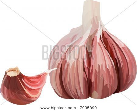 Vector valkosipuli.
