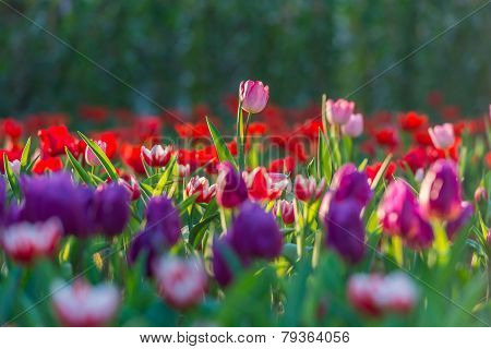 Beautiful Tulips Field In Garden